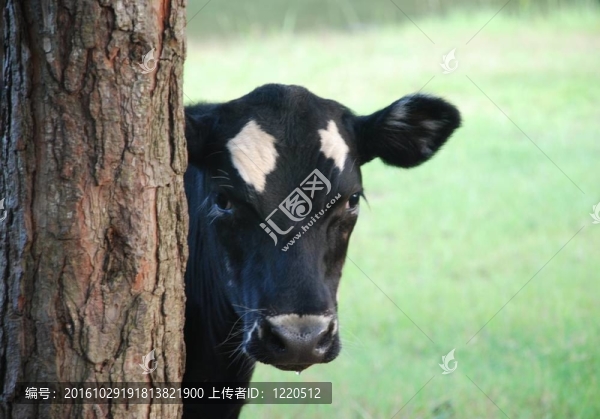 躲貓貓