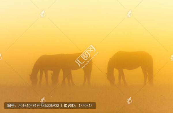 清晨薄霧與馬