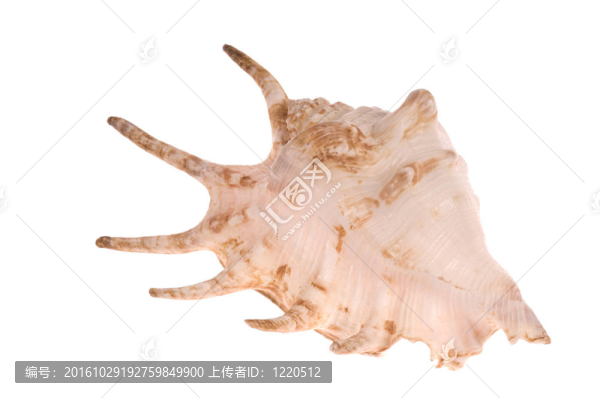 貝殼
