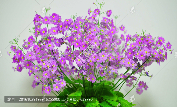 花朵