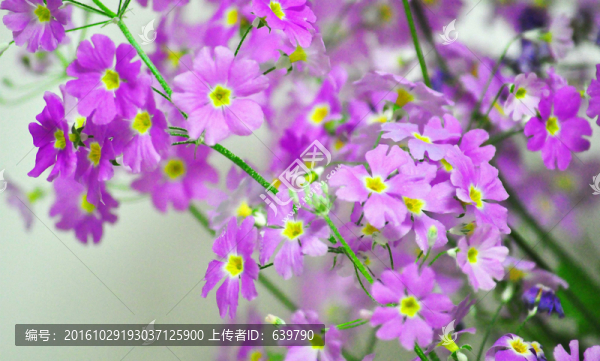 花朵