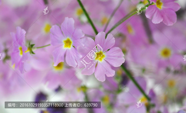 花朵