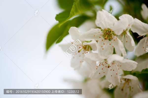 櫻花樹