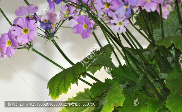 花朵