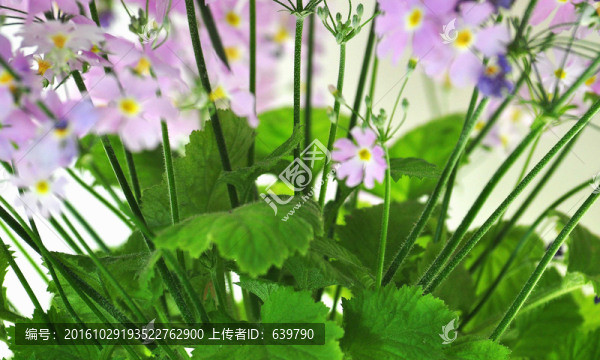 花朵