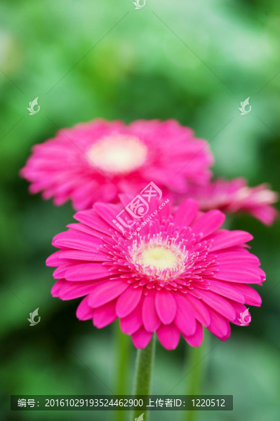 Pink,Gerber的植物