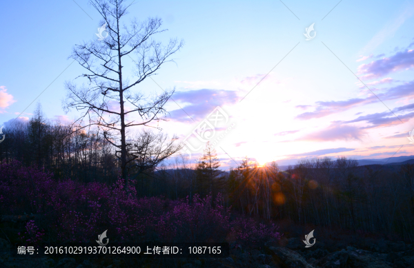 杜鵑花