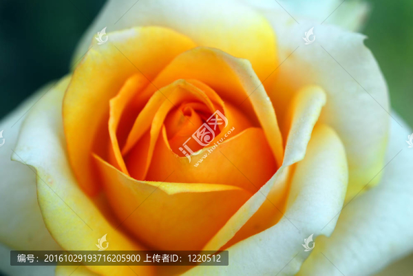 黃白玫瑰花特寫