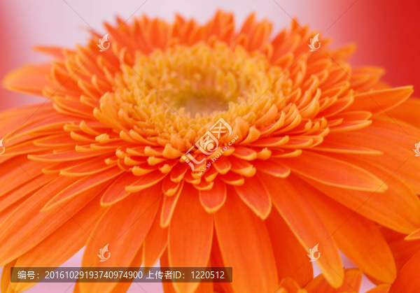 橙色非洲菊雛菊花