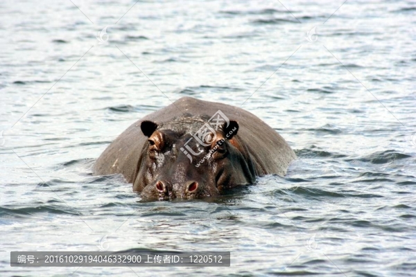 河馬