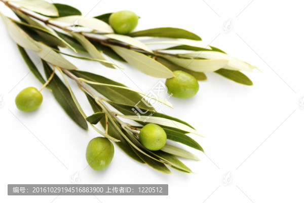 橄欖枝