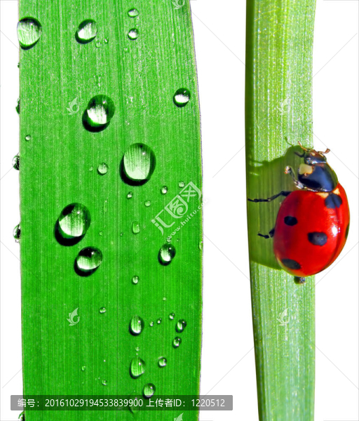滴瓢蟲對莎草