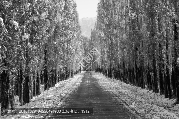 林蔭道