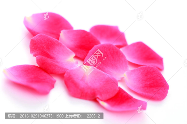 玫瑰花瓣