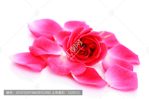 粉紅玫瑰的花瓣
