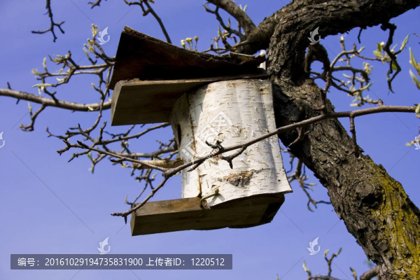 鳥的房子
