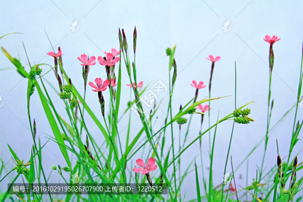 在藍色的背景flowerses