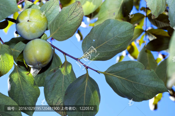 樹(shù)上的柿子