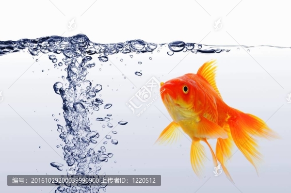 金魚