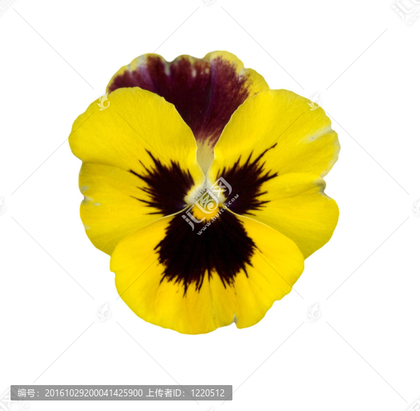 孤立的黃春三色堇紫羅蘭花為白色空間復制卡的背景