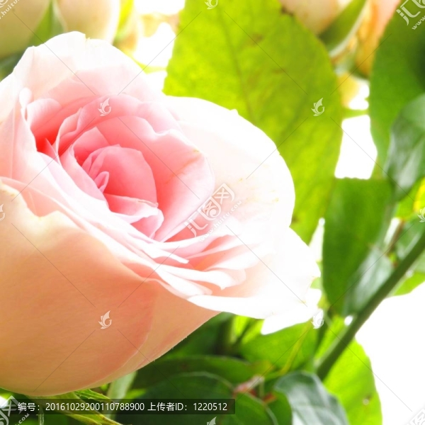 玫瑰的花