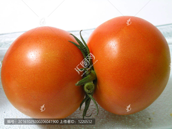 blinetsy紅番茄