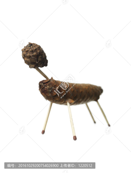 錐動(dòng)物