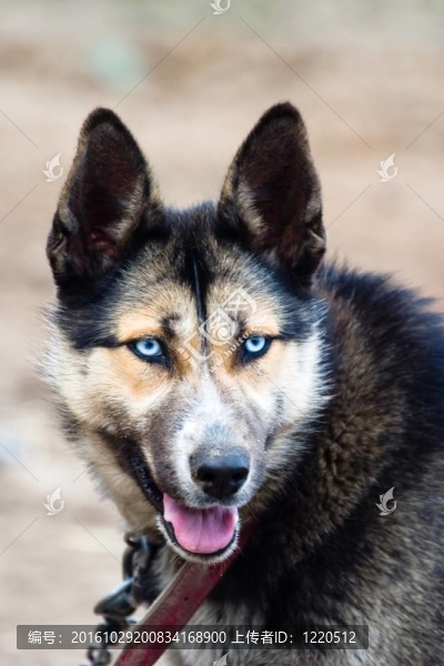 狗