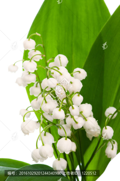 山谷的百合花