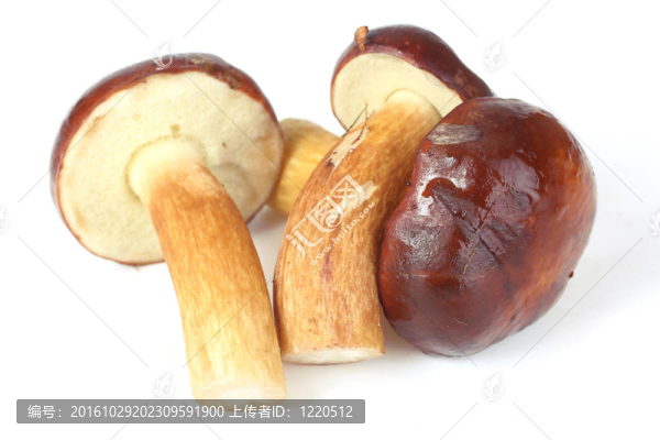 三生蘑菇