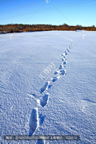 雪地上的人類痕跡