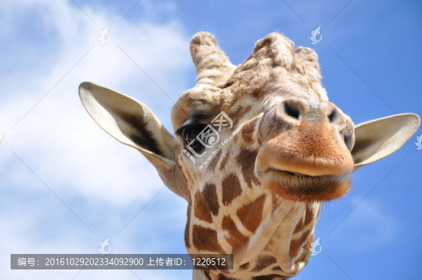 Giraffe的頭