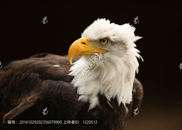 禿頭鷹