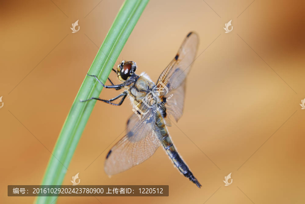 蜻蜓