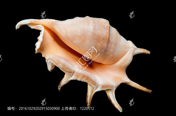 殼