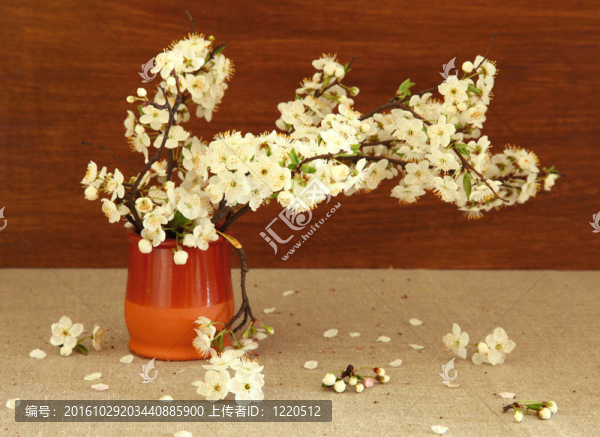 梅花樹的花