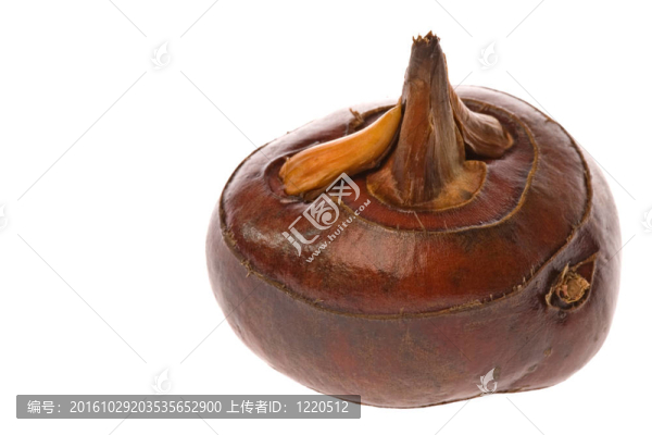 荸薺