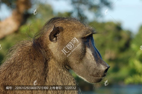 Baboon（狒狒烏爾西努）