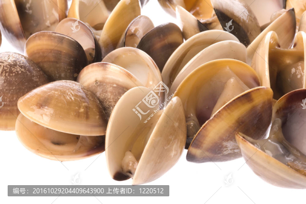 活食蛤分離