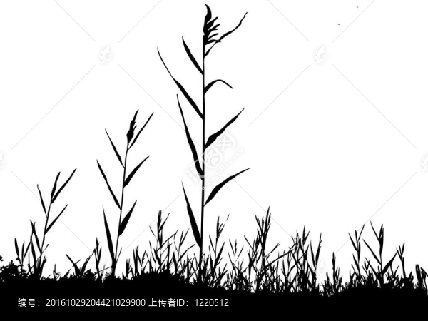 剪影的蘆葦
