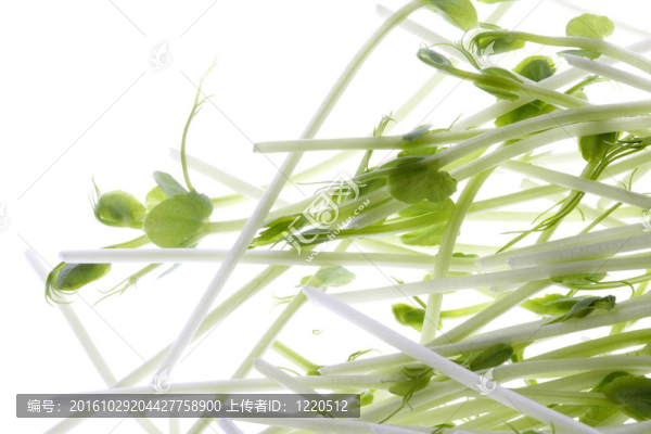 有機(jī)豌豆苗分離