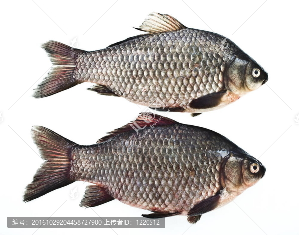 鯉魚(yú)