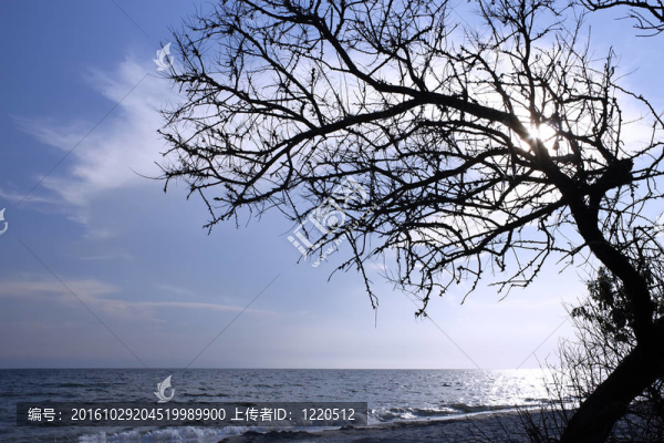 海面上的干樹