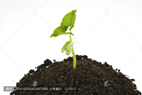 在土壤上生長的幼芽