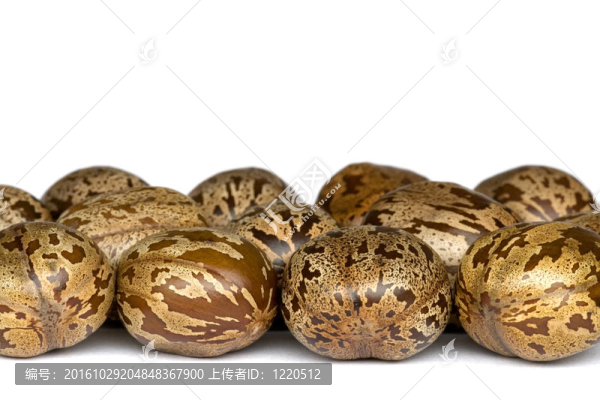 橡膠種子