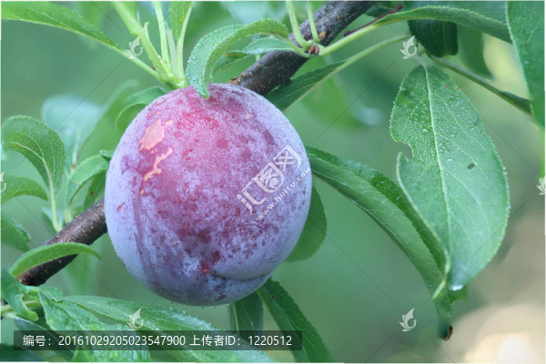 日本李子的成熟果實