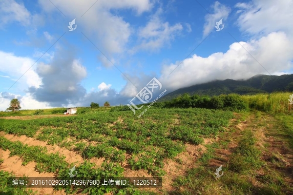 領域的Saint,Kitts