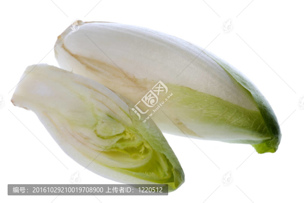 菊苣隔離