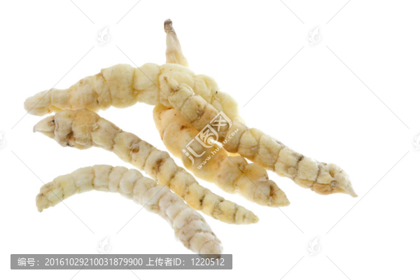 卡特彼勒真菌分離