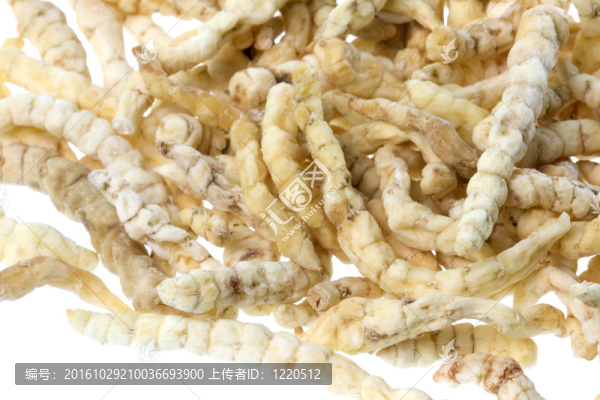 卡特彼勒真菌分離